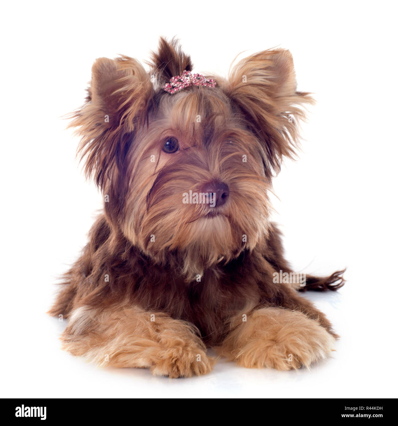 chocolate yorkshire terrier Stock Photo