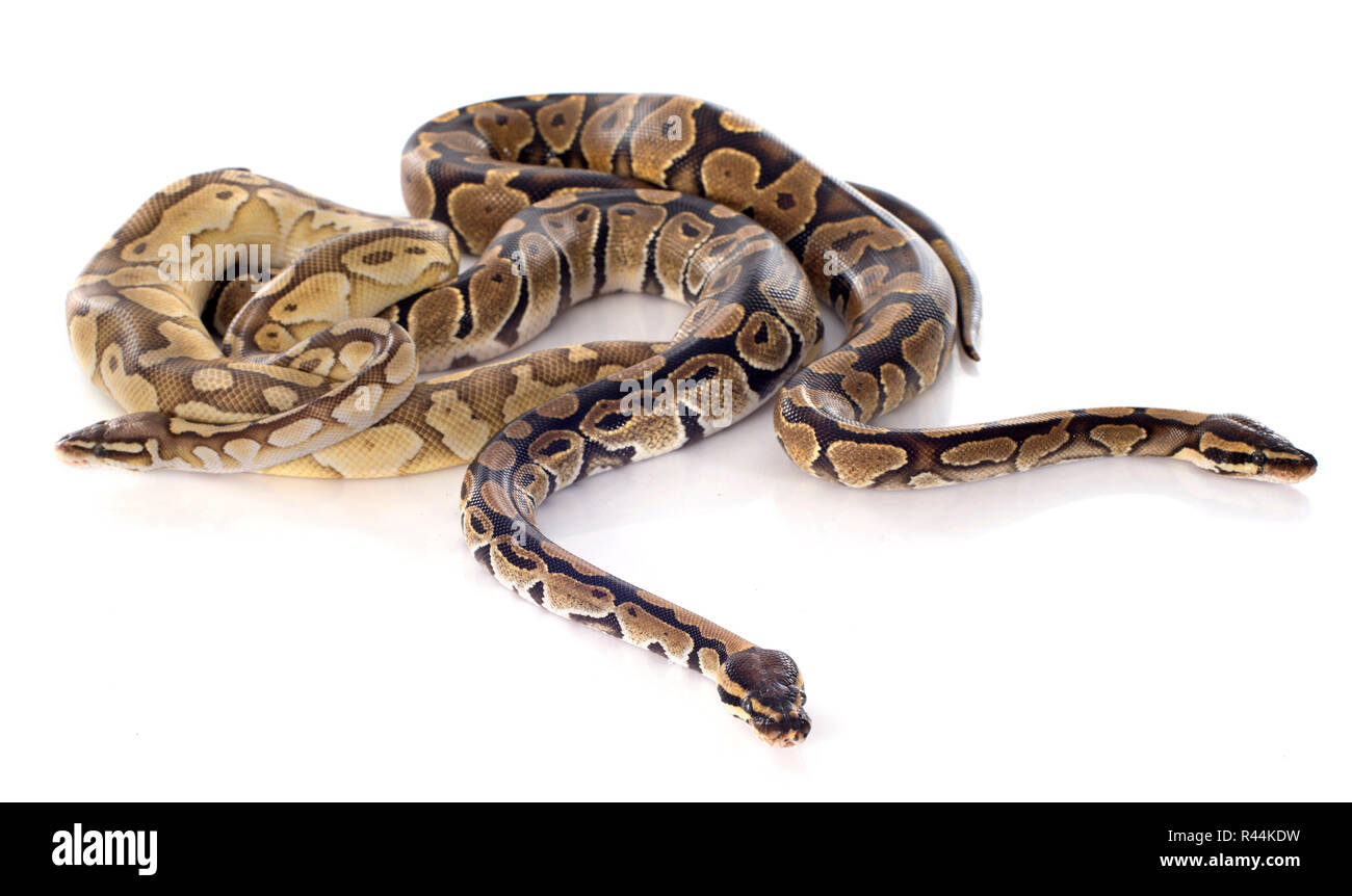 Python regius Cut Out Stock Images & Pictures - Alamy