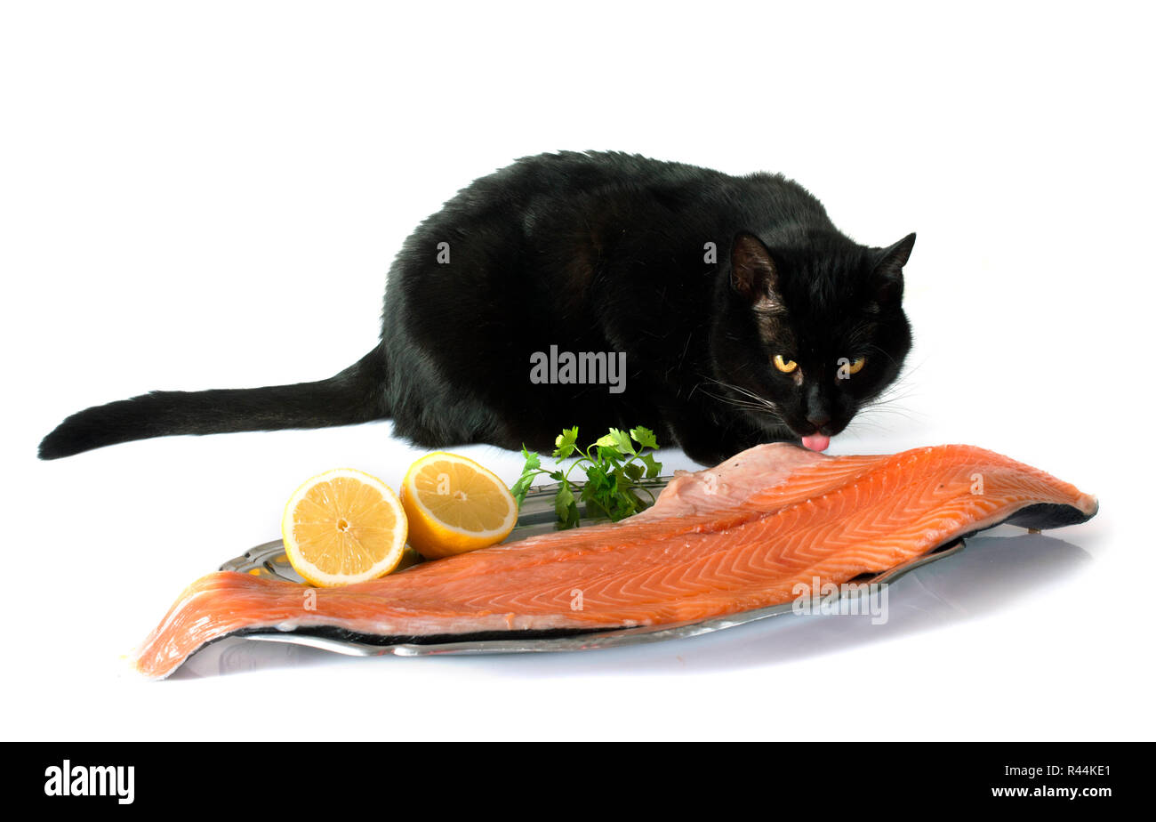 cat and salmon Stock Photo