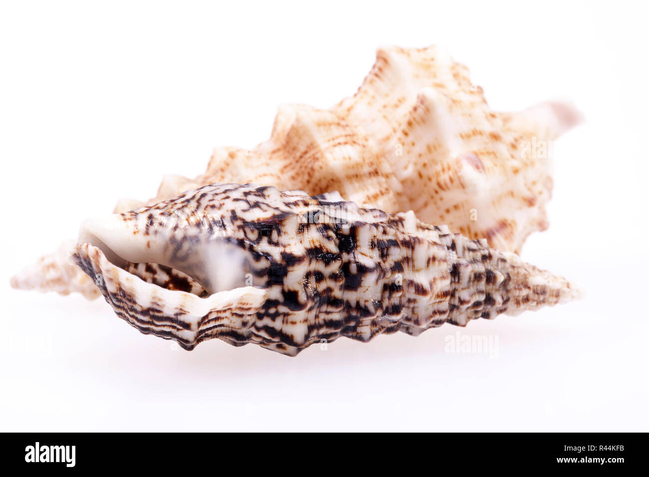 Seashells of  Auger shells called Auger snails isolated on white background Stock Photo