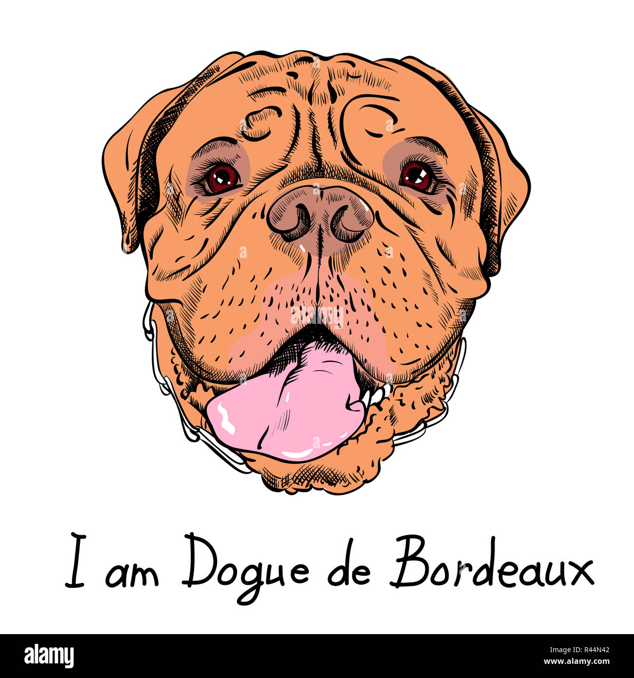 vector funny cartoon hipster dog French Mastiff Stock Photo
