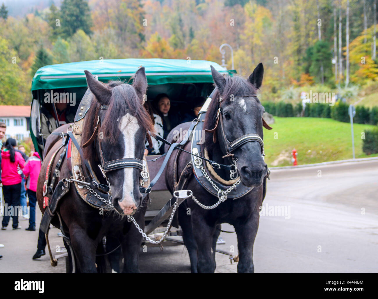 Horse & Carriage trips, Neuschwanstein Castle, Munich Bavaria Germany Bavarian concept, things to do, tours, horses carriage ride, tourists exploring Stock Photo