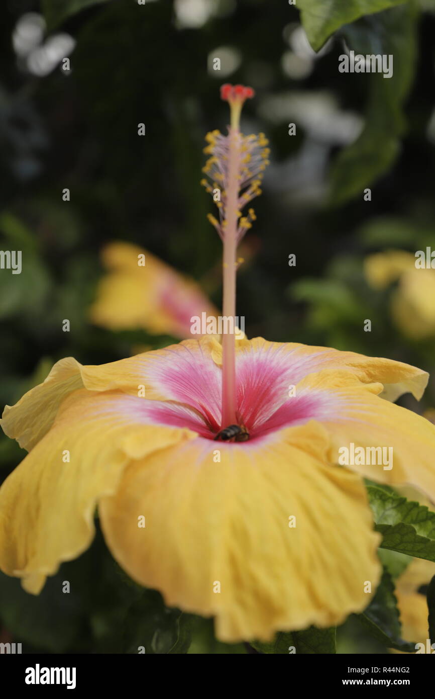 Beautiful Hibiscus flower in bloom Stock Photo - Alamy