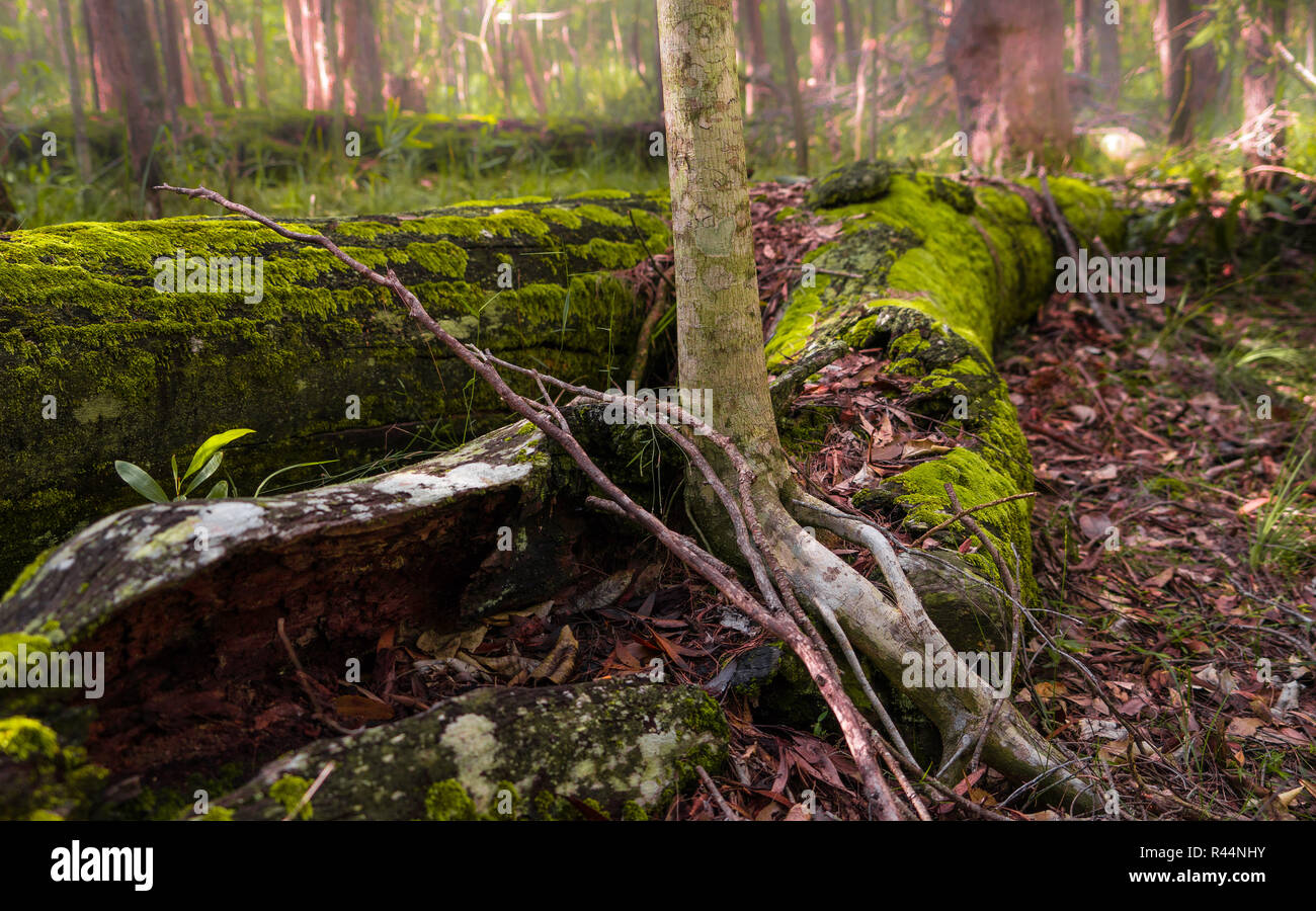Mossy tree fallen on the rainforest Stock Photo