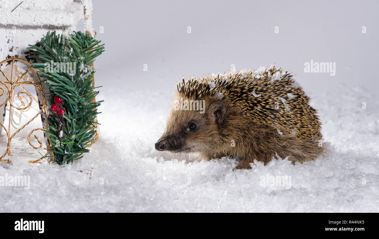 Little hedgehog searching for fodder in the snow Stock Photo Alamy