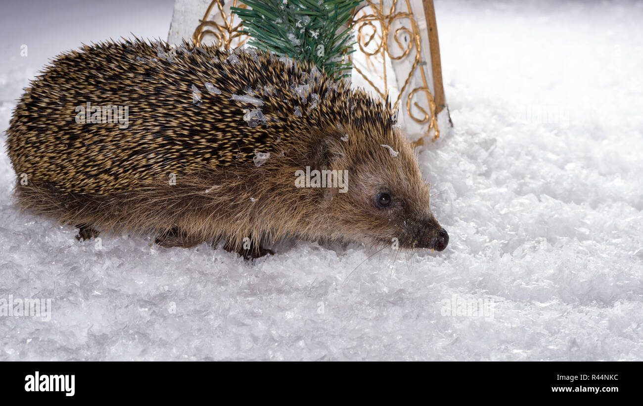 Little hedgehog searching for fodder in the snow Stock Photo Alamy