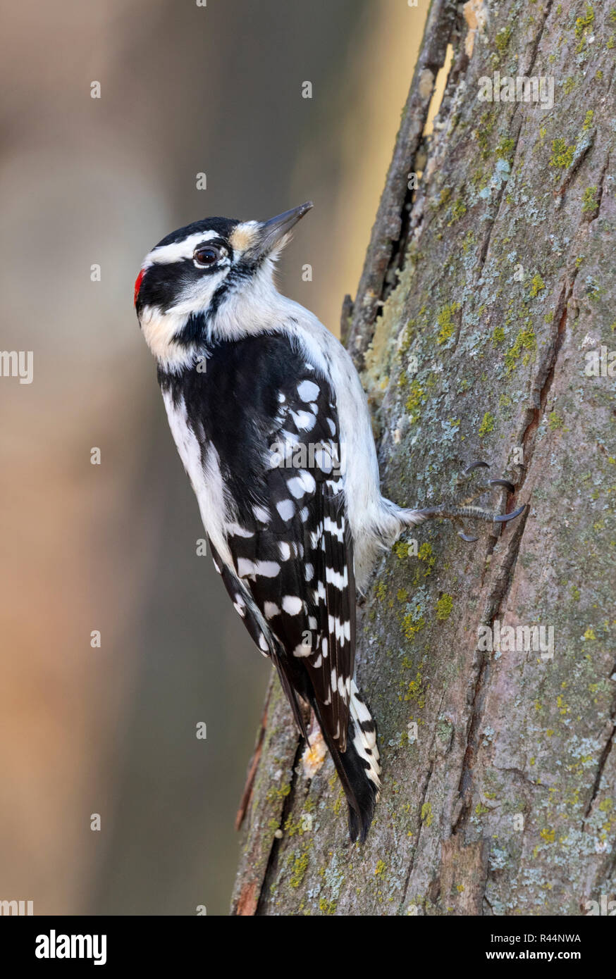 Downy woodpecker (Dryobates pubescens) male feeding on a tree trunk, Iowa, USA Stock Photo
