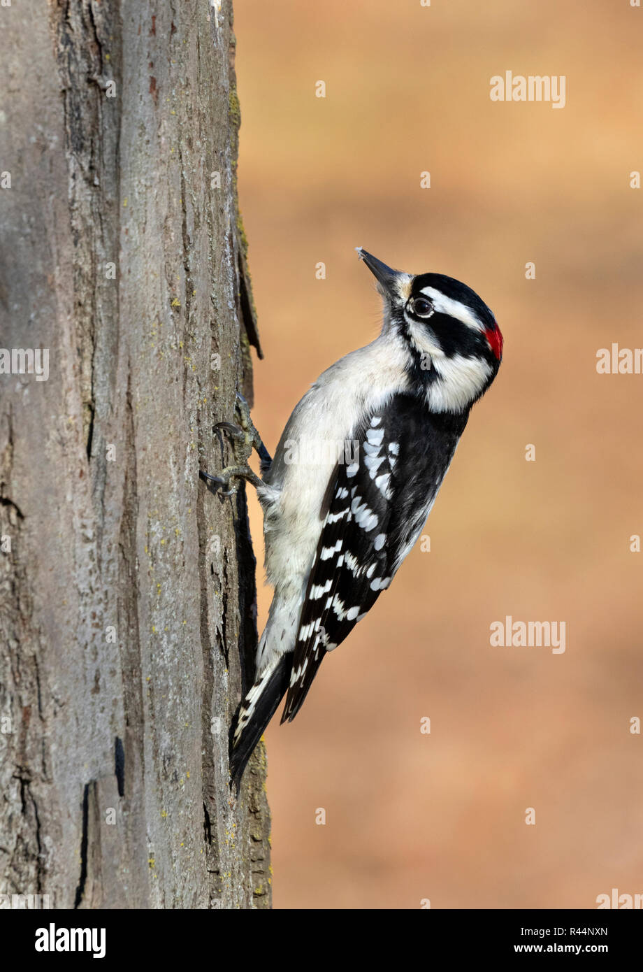 Downy woodpecker (Dryobates pubescens) male feeding on a tree trunk on the background of fallen leaves, Iowa, USA Stock Photo
