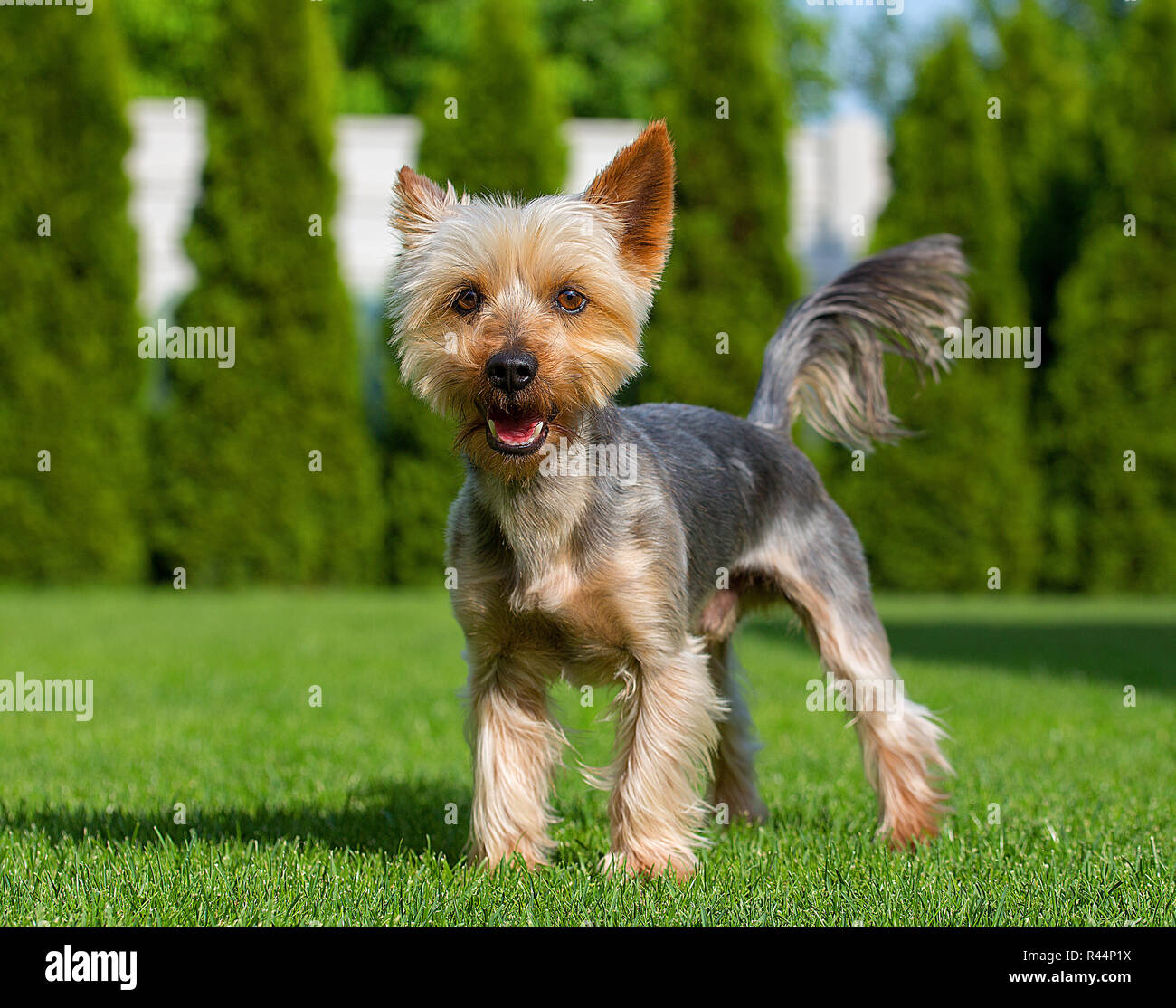 An adorable Australian Silky Terrier posing on fresh mowed lawn in hot summer sunny day. Dog standing on fresh cut grass waiting for the command. Stock Photo
