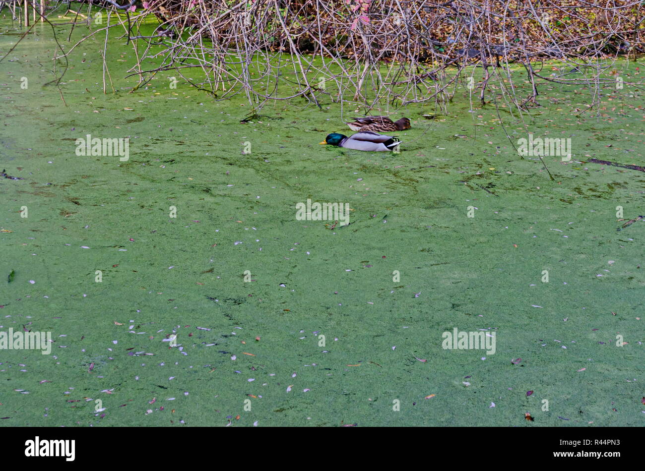 Group male and female of mallard ducks swim on a autumnal  lake with green duckweed and eat, South park, Sofia, Bulgaria Stock Photo