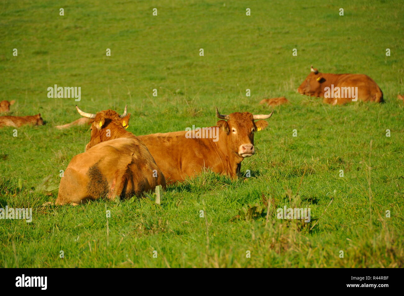 free-range grazing livestock Stock Photo