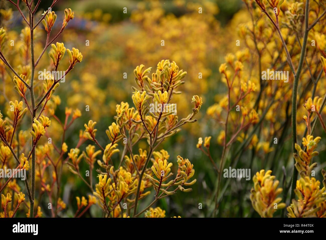 Meadow Of Bright Yellow Flowers Northern Andes Mountains Of