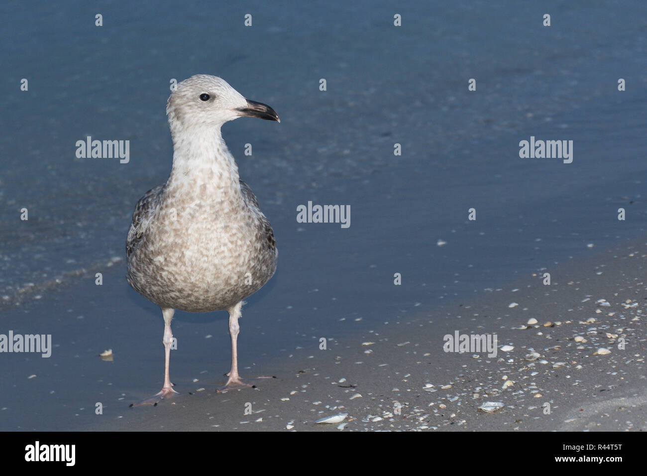 herring gull on the beach Stock Photo