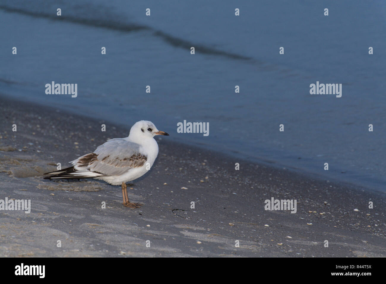 herring gull on the beach Stock Photo