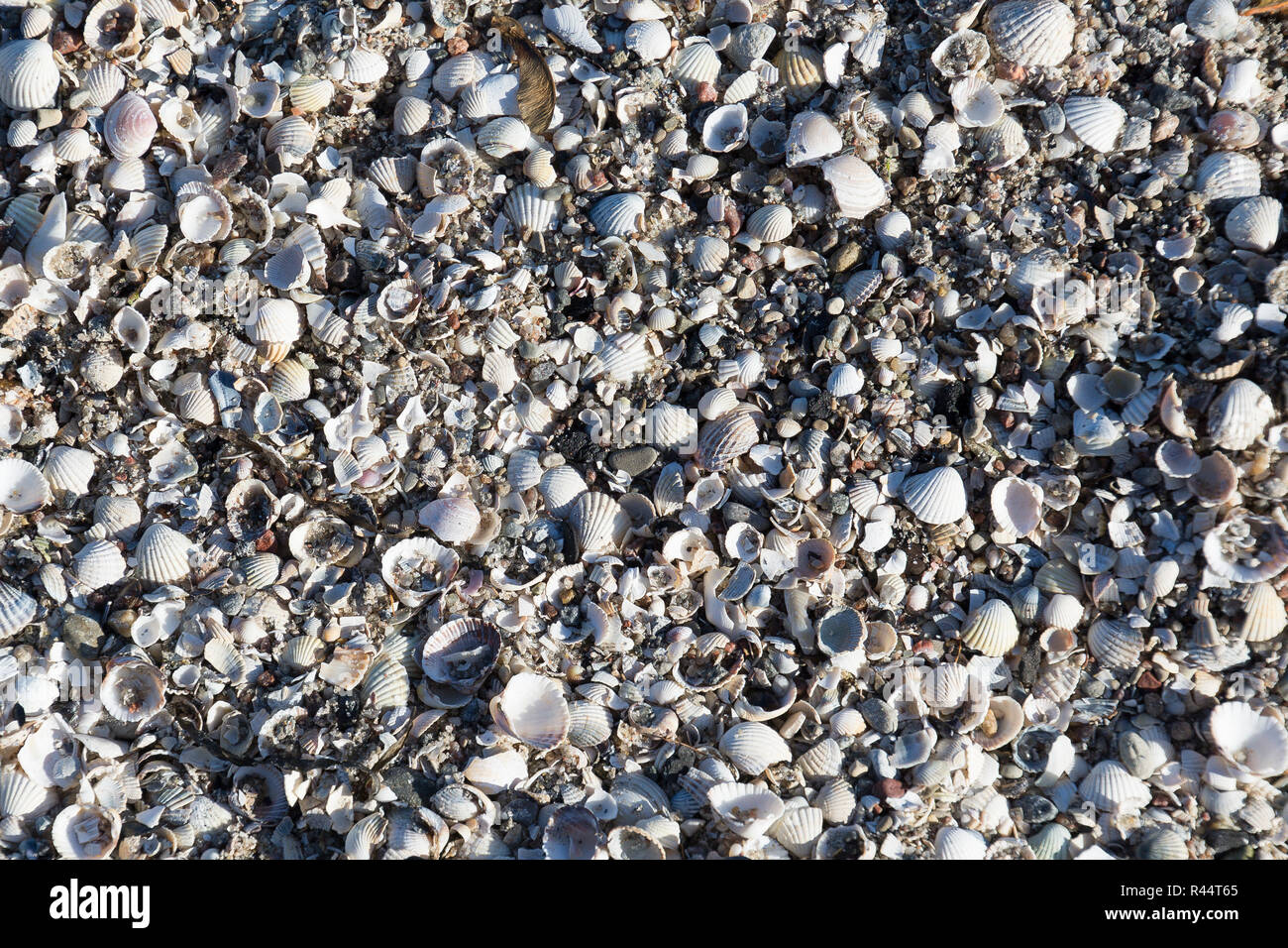 wallpaper with shells Stock Photo