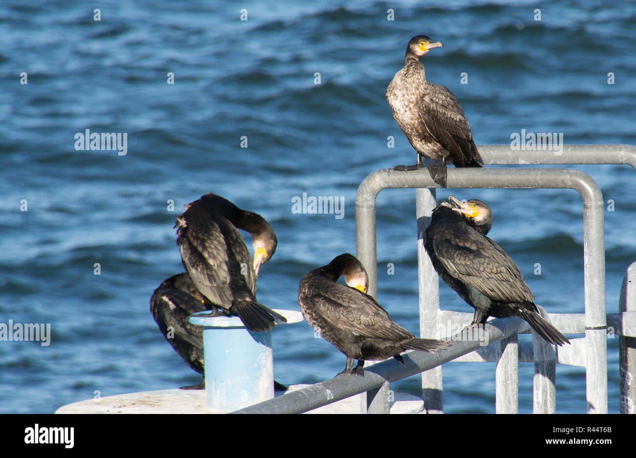 cormorant Stock Photo