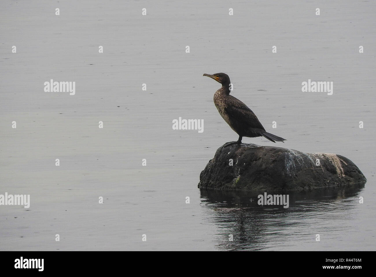 cormorant Stock Photo