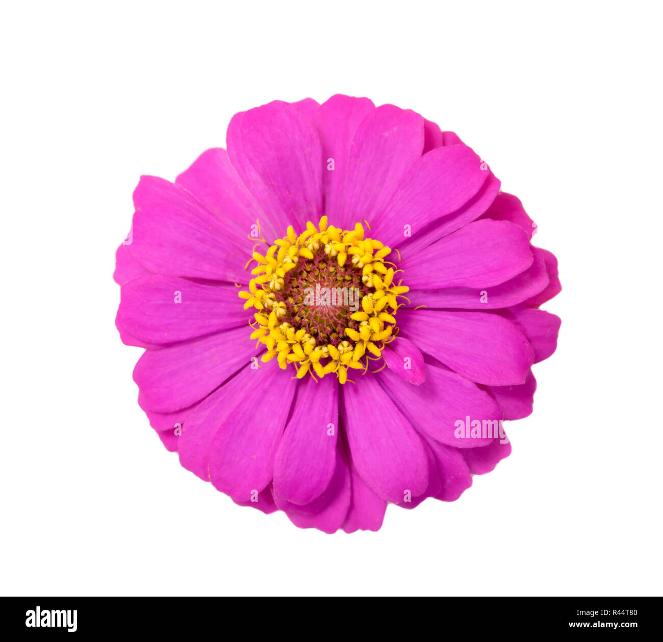 Zinnia on white background Stock Photo - Alamy