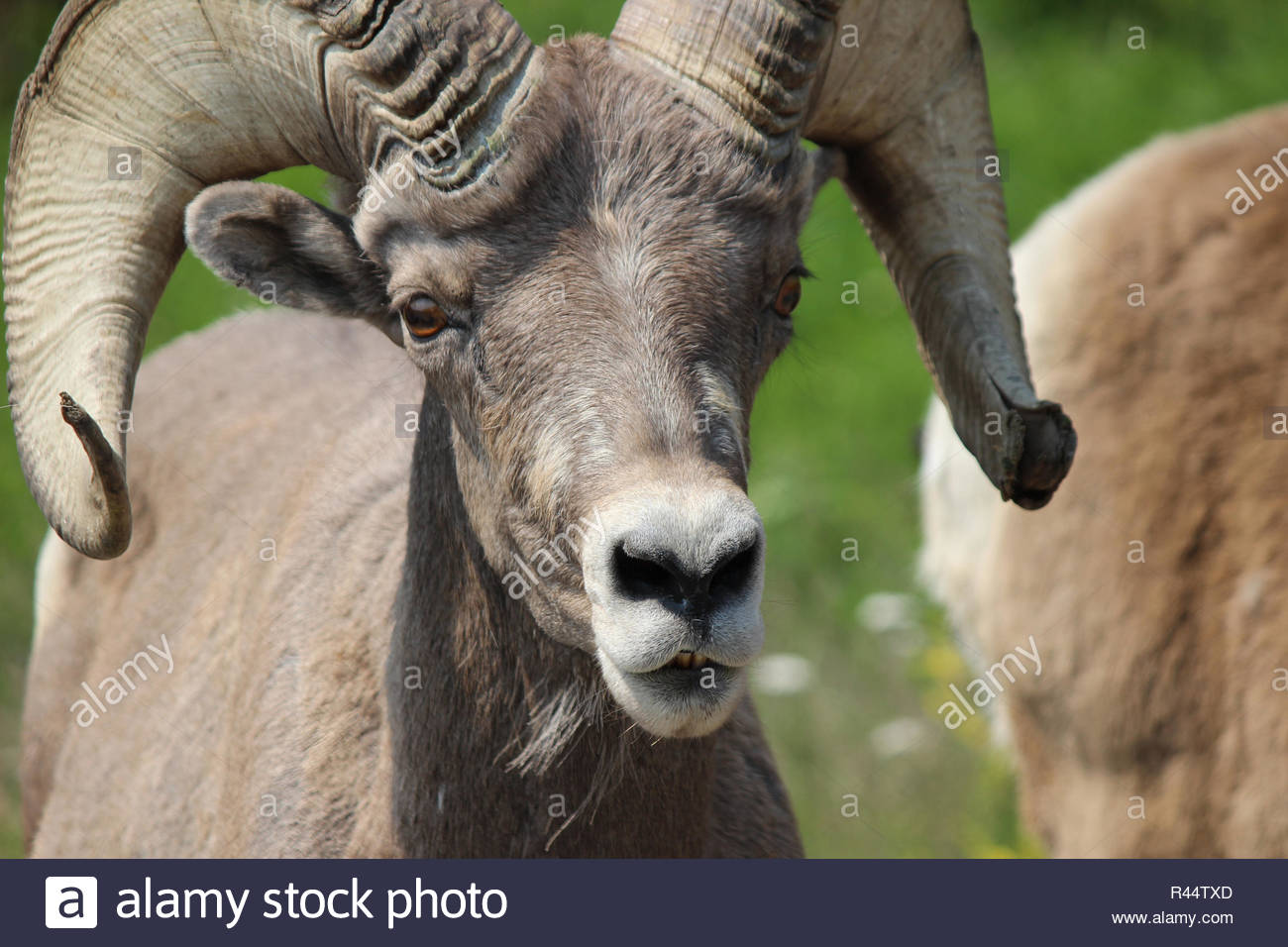 Sheep Hooves Stock Photos & Sheep Hooves Stock Images - Alamy