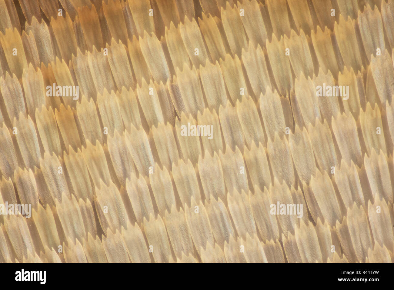 Butterfly wing scalesde Stock Photo