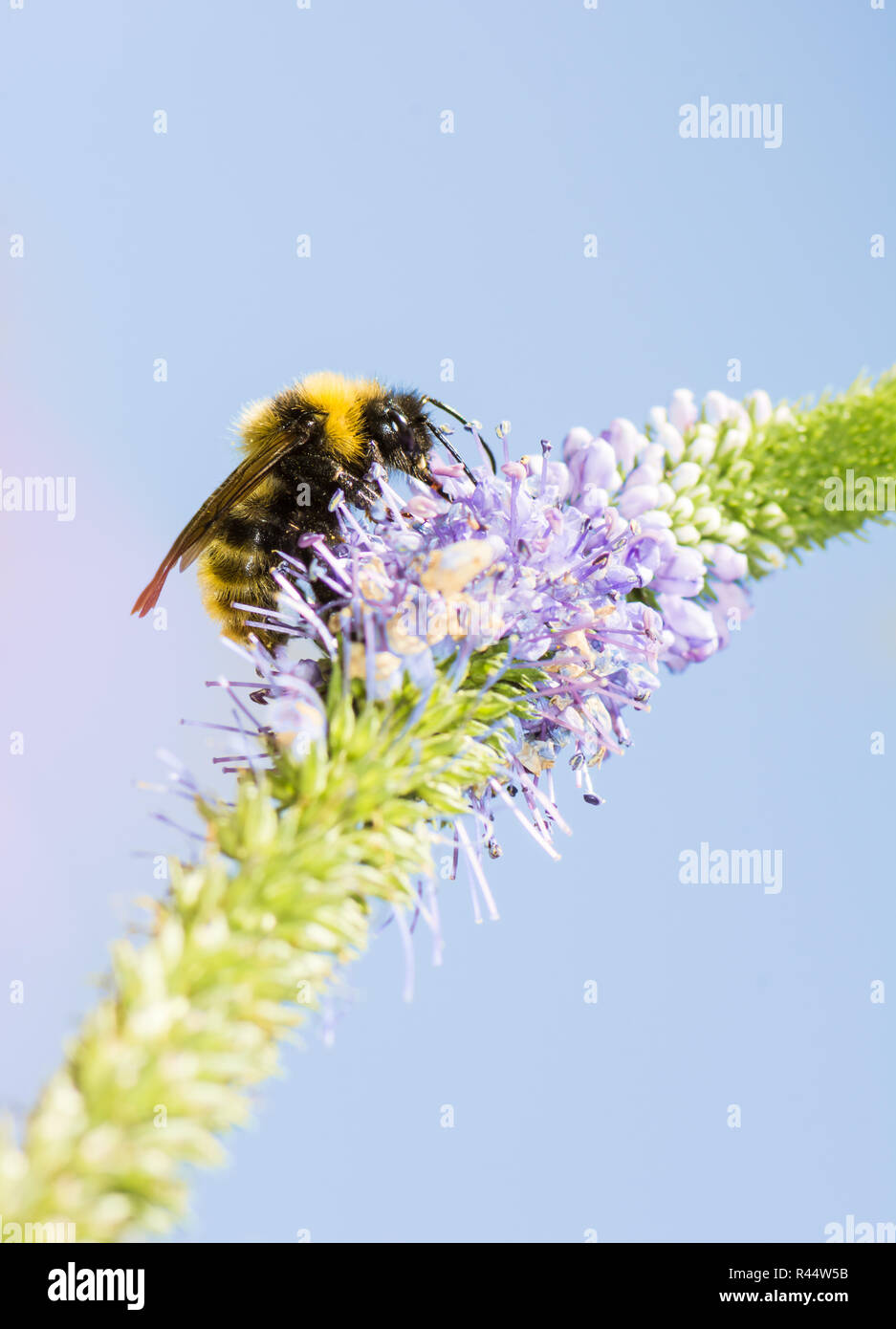 Bumblebee at a Veronica spicata flower Stock Photo