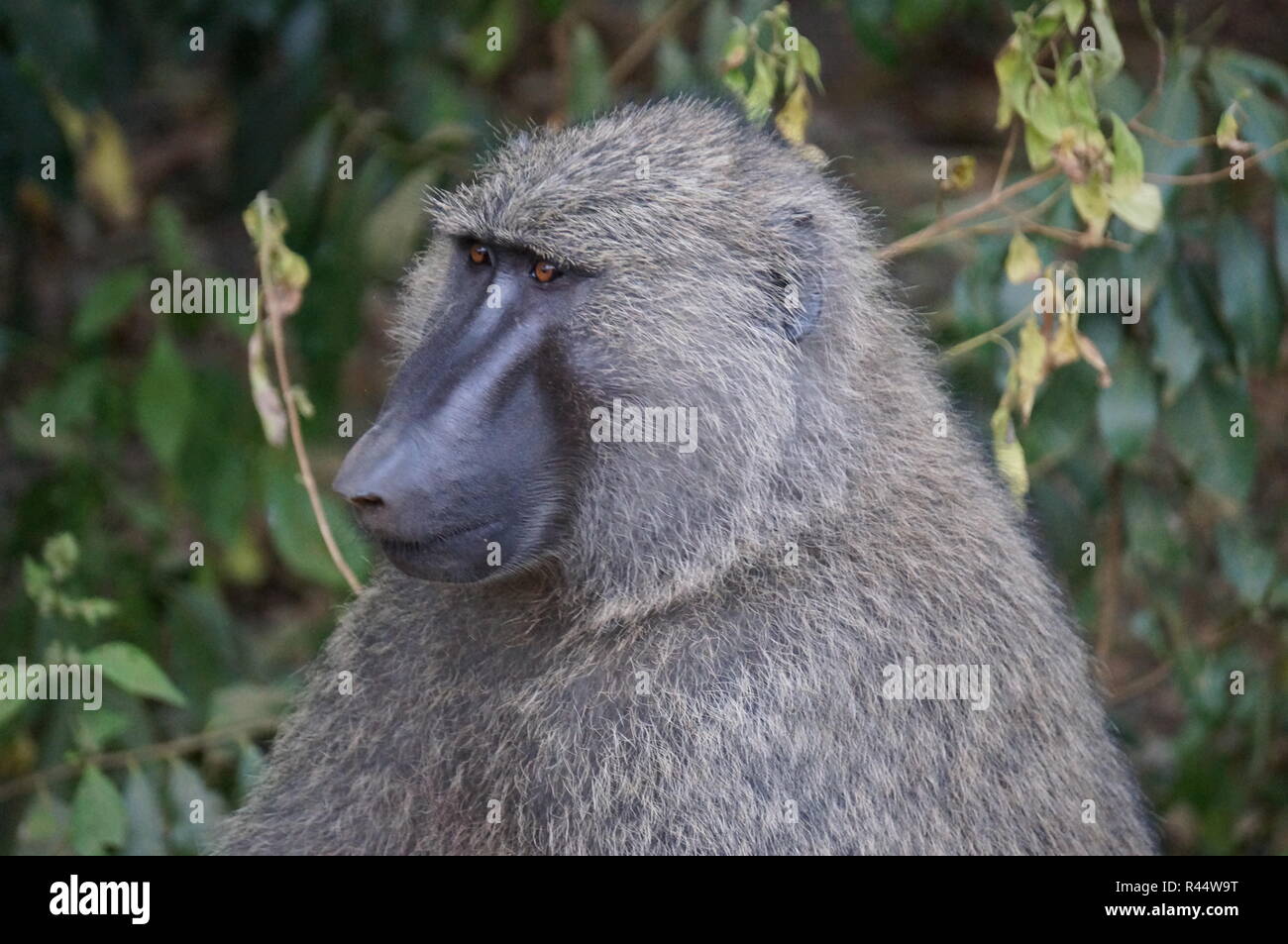 Profile shot of a baboon, Africa Stock Photo