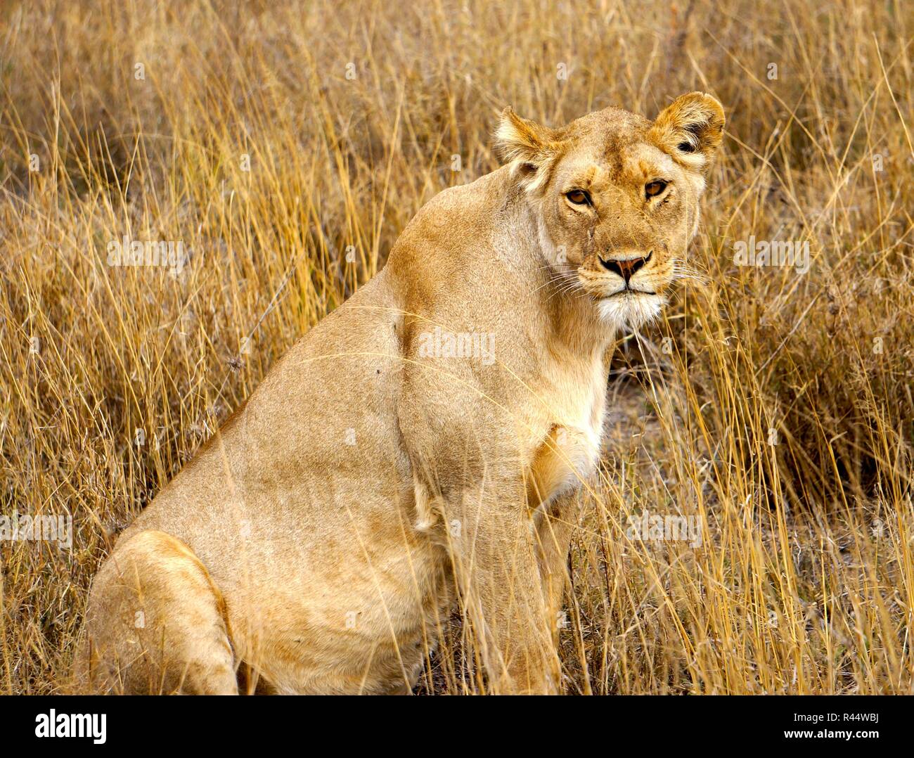 Pregnant Lioness, Serengeti, Africa Stock Photo