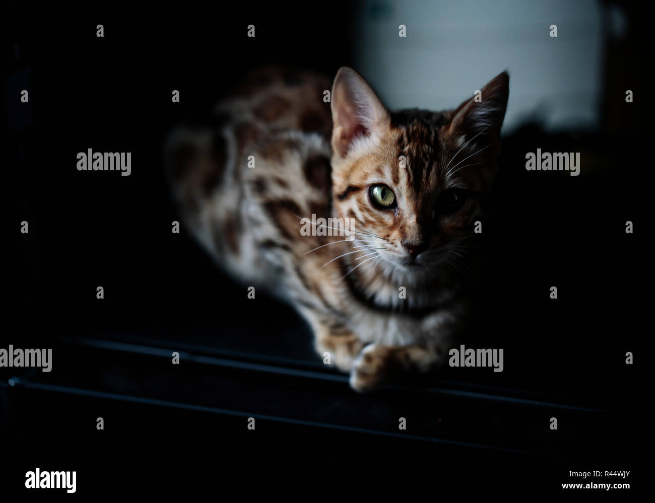 Purebred Young Bengal Kitten on rsting on her Blanket Stock Photo