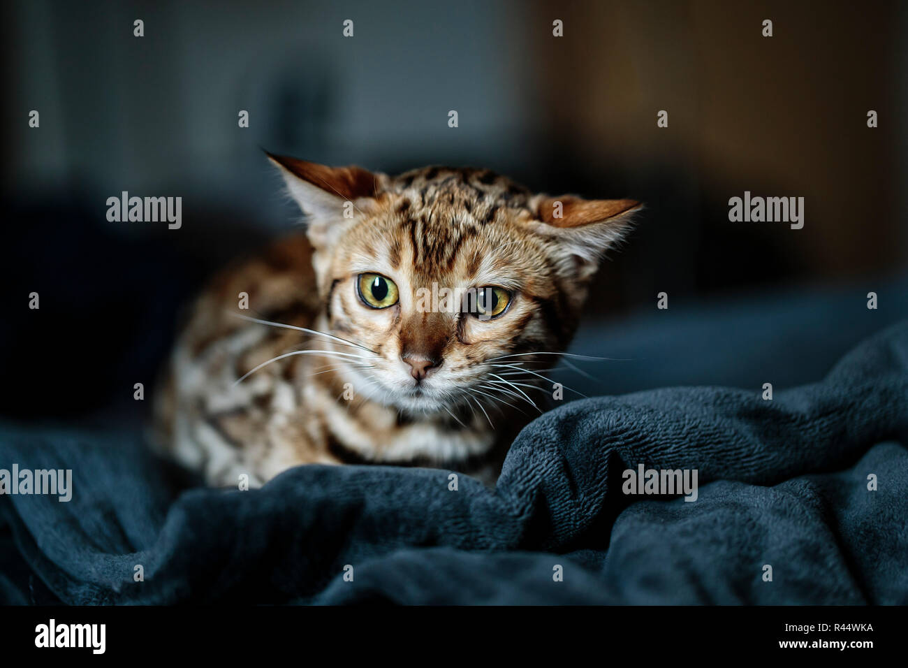 Purebred Young Bengal Kitten on rsting on her Blanket Stock Photo
