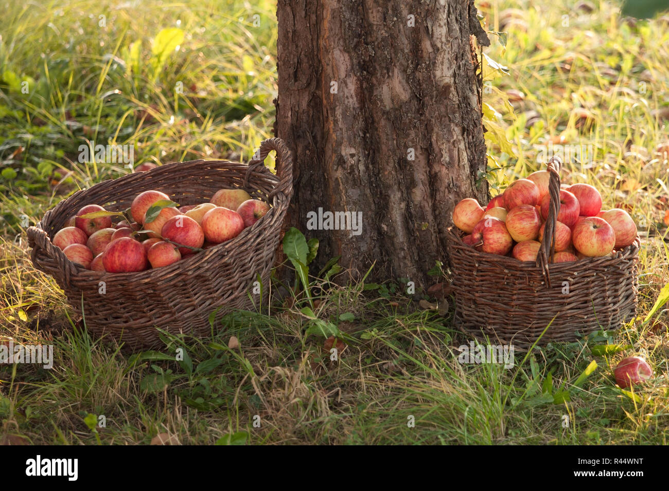 fresh organic apples in a basket Stock Photo