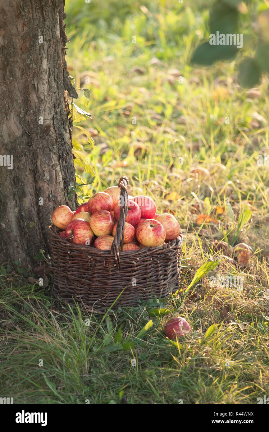 harvesting apples in the garden Stock Photo