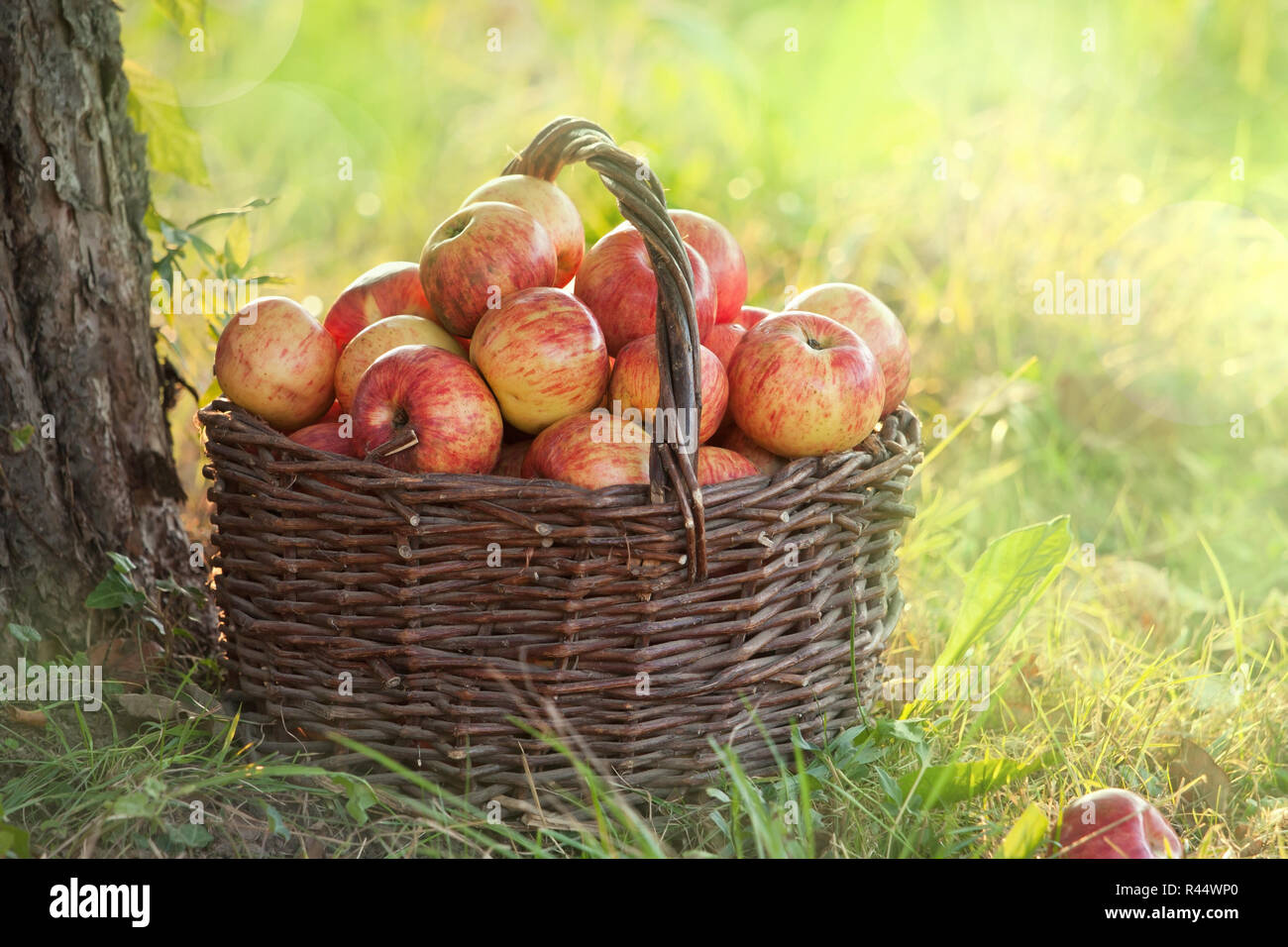 organic apples in a basket Stock Photo
