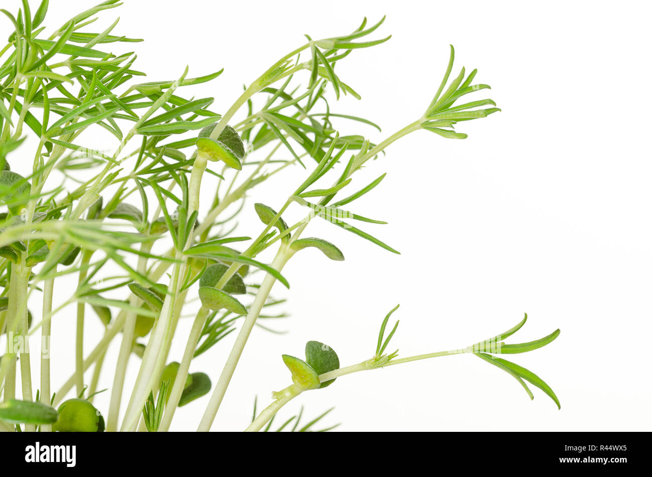 Sweet lupin bean seedlings on white background. Young lupini bean plants, sprouted from lupin bean kernels, containing toxic alkaloids. Green sprouts. Stock Photo