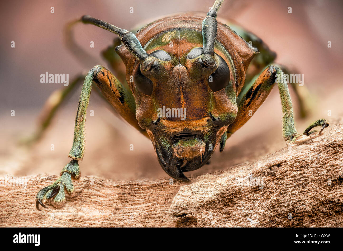 Beetle Cerambicidae Stock Photo