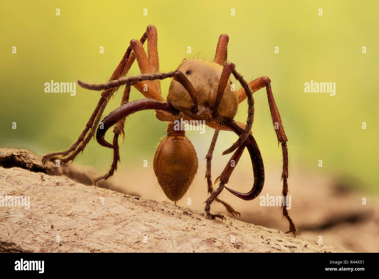 Army ant - Ection - Marabunta Stock Photo