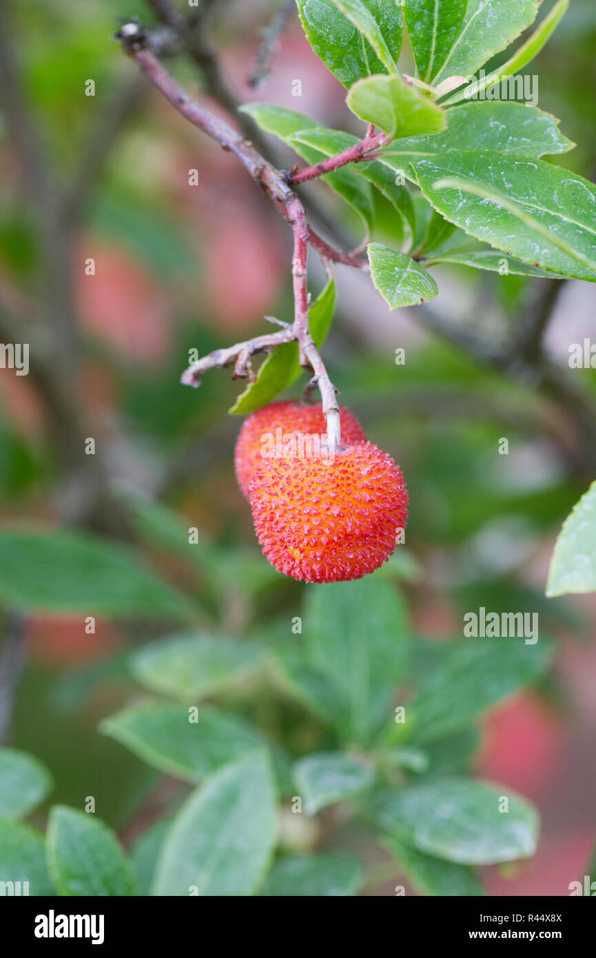 Arbutus unedo. Fruit of the Strawberry tree. Stock Photo