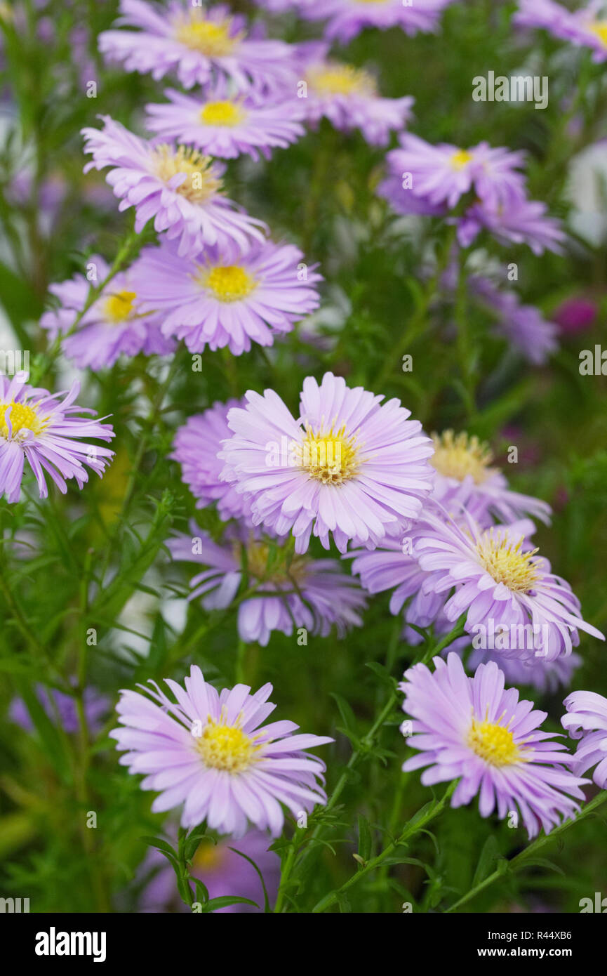 Aster  'Cotswold Gem' flowers. Stock Photo