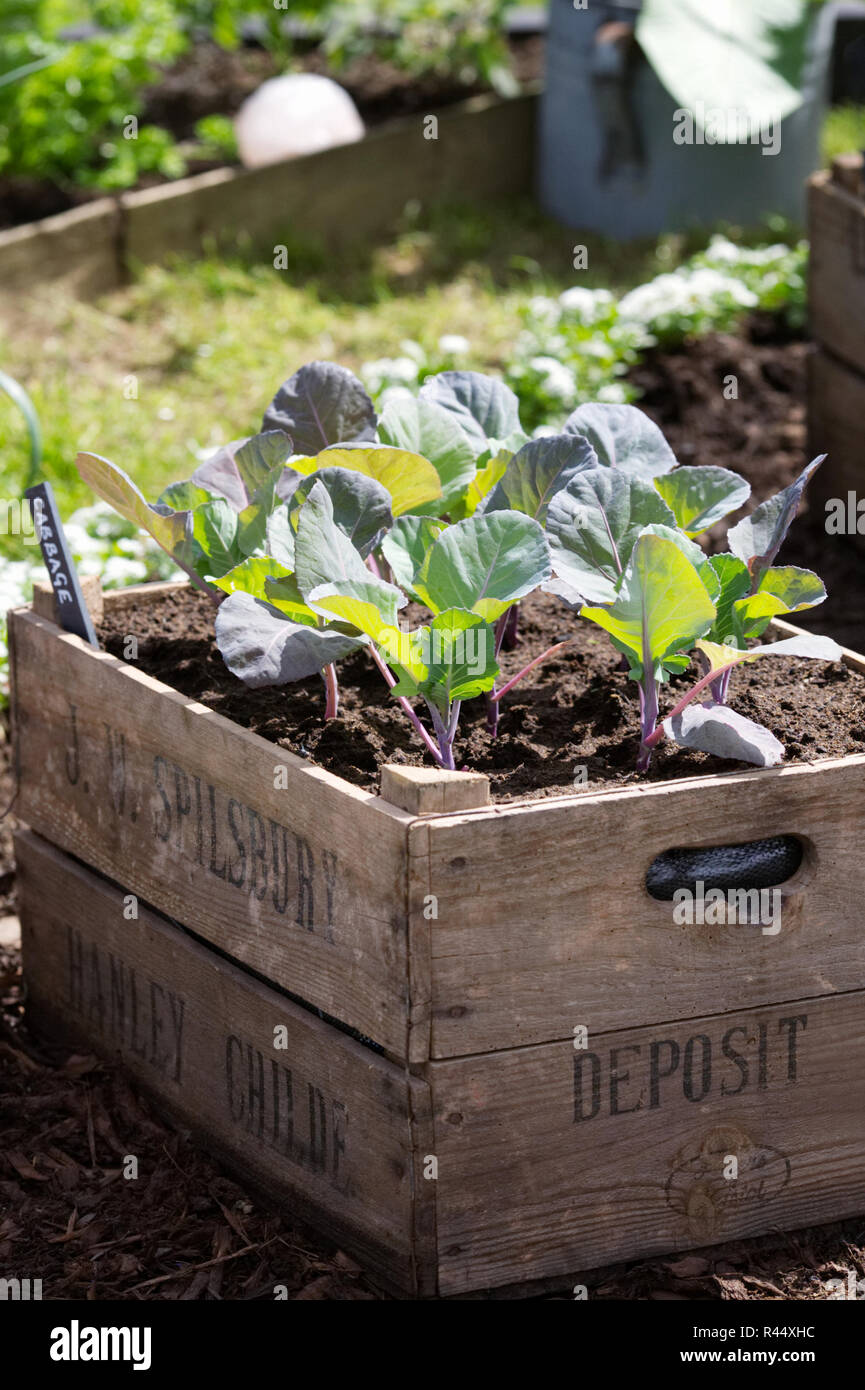Container garden vegetables hires stock photography and images Alamy