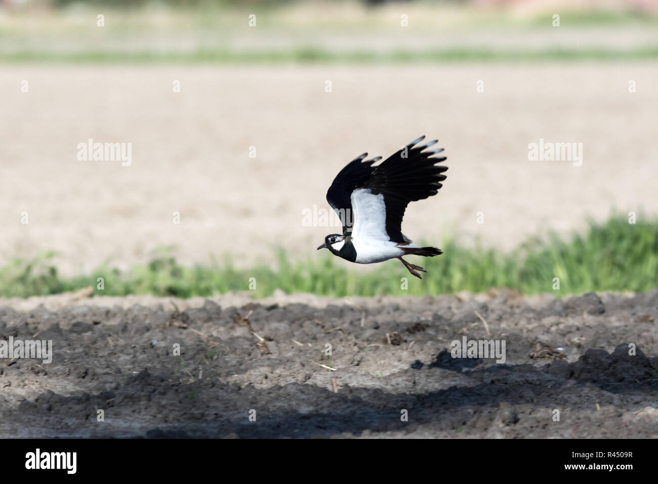 lapwing in flight Stock Photo - Alamy