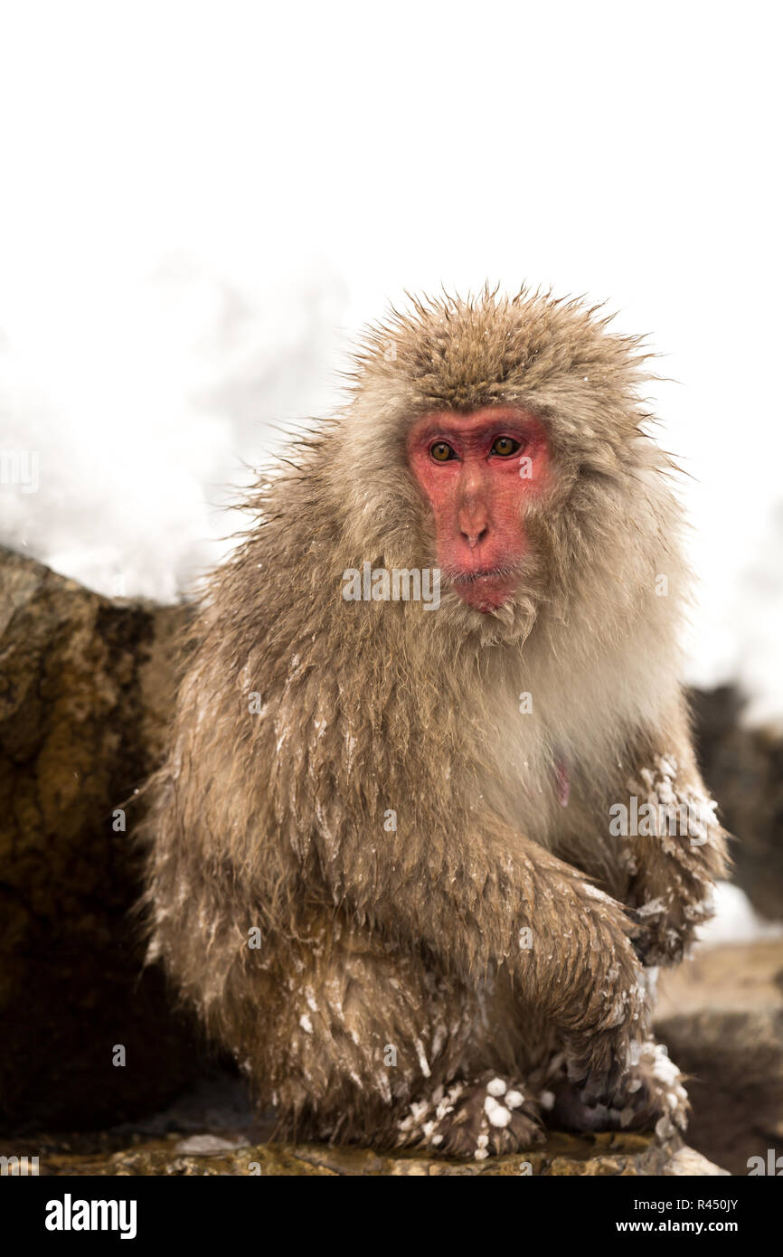 Japanese Snow Monkey Stock Photo - Alamy