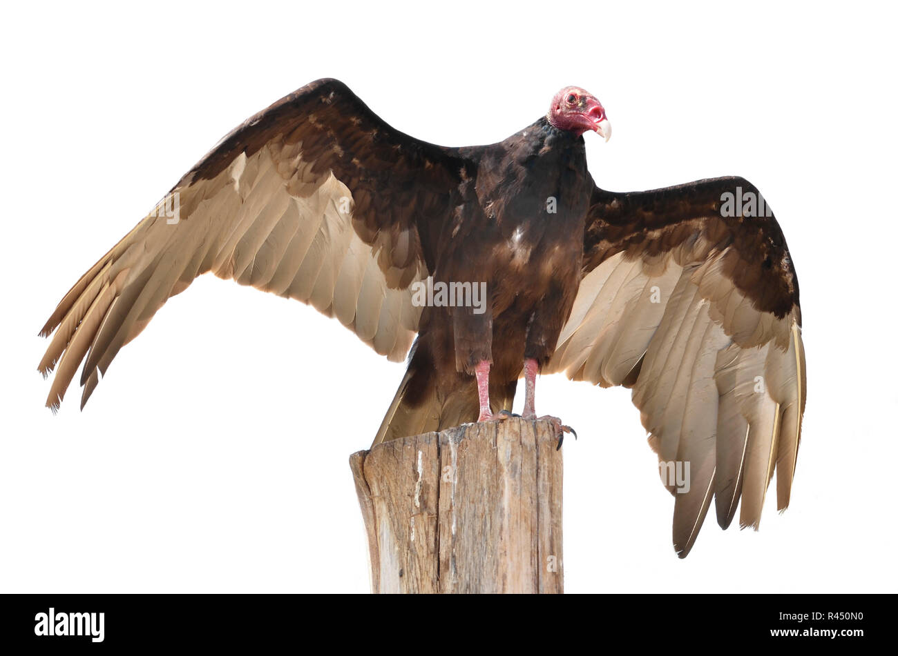 Turkey vulture wingspan hi-res stock photography and images - Alamy