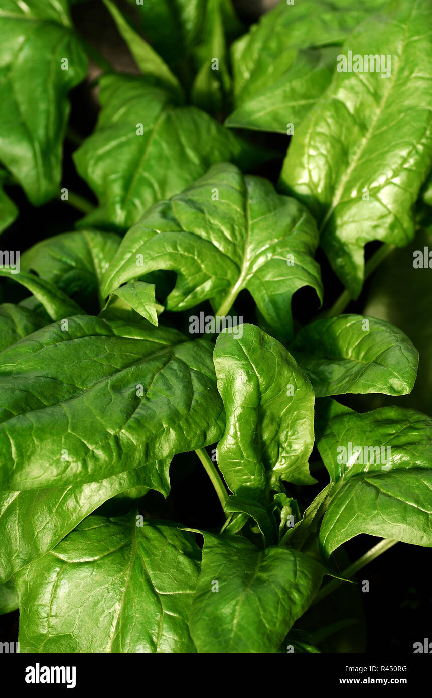 Organic spinach grows in the garden. Healthy food. Vegetarianism
