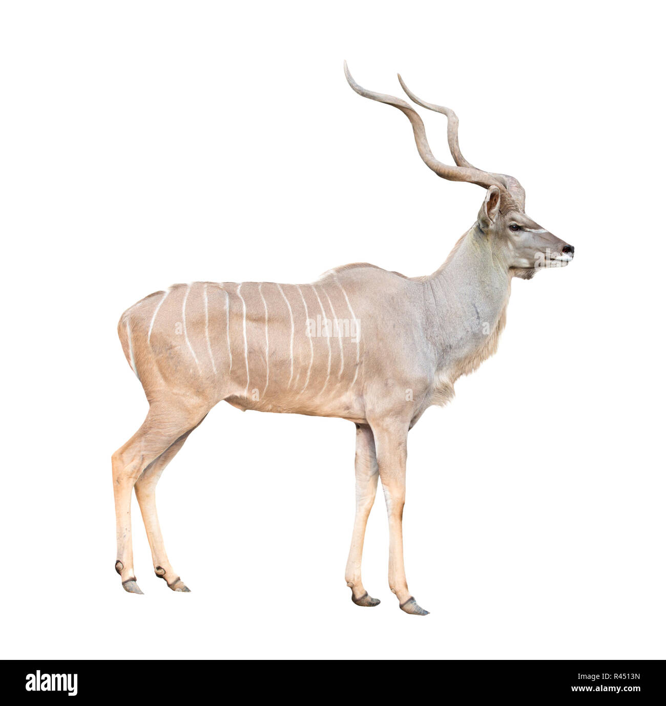 Kudu jumping Cut Out Stock Images & Pictures - Alamy
