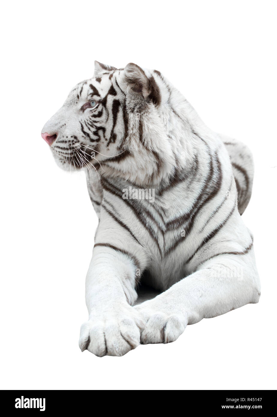 white bengal tiger isolated Stock Photo