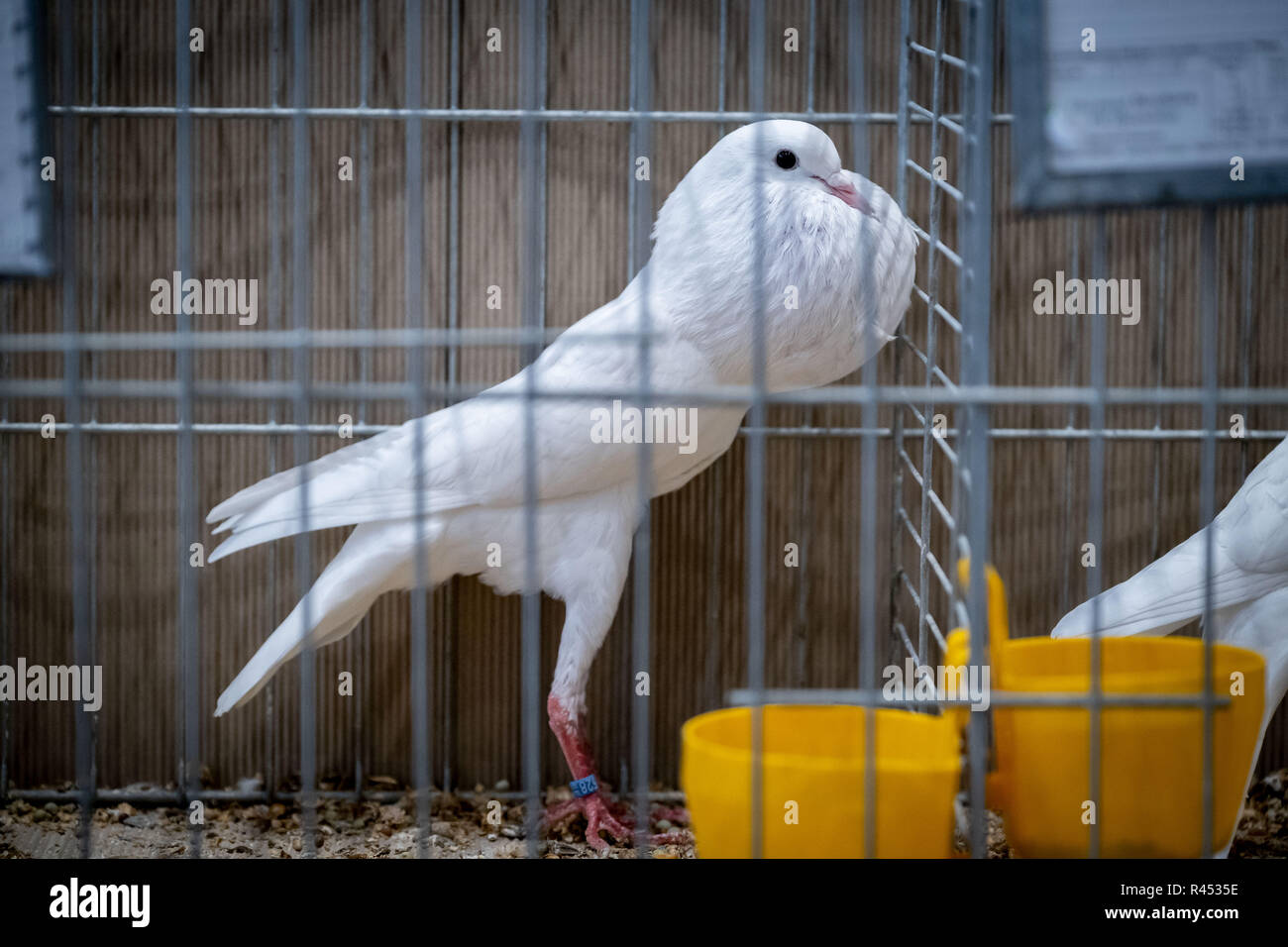 Brunner pouter hires stock photography and images Alamy