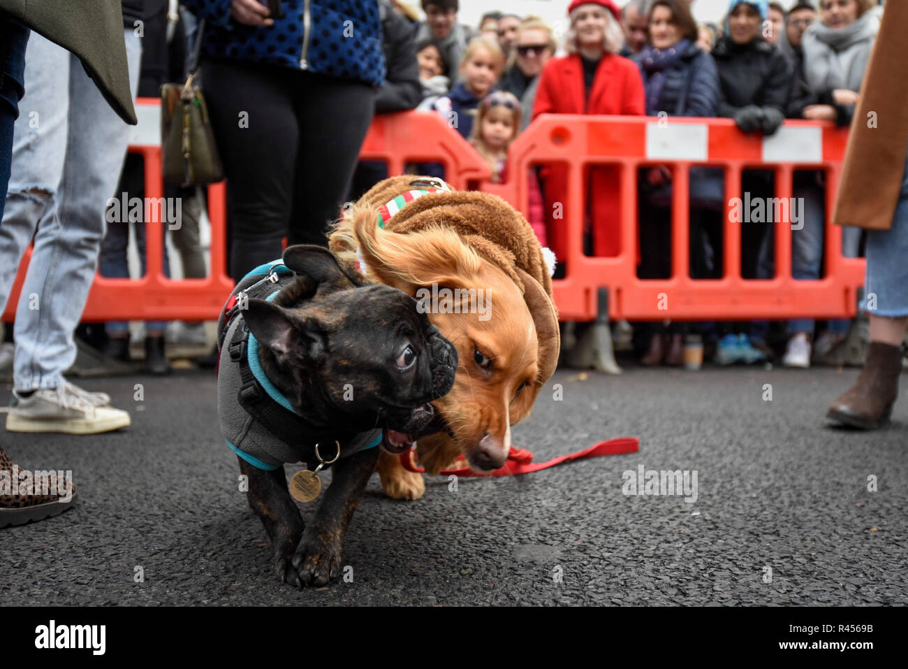 Spaniel bulldog hi-res stock photography and images - Alamy