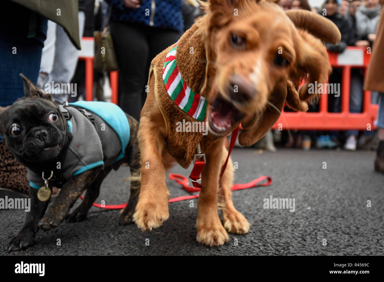 London, UK. 25 November 2018. Rufus, a cocker spaniel, and Henry, a French bulldog  mix, play together in the Primrose Hill dog show during the Primrose Hill  Christmas Fair. The fun show