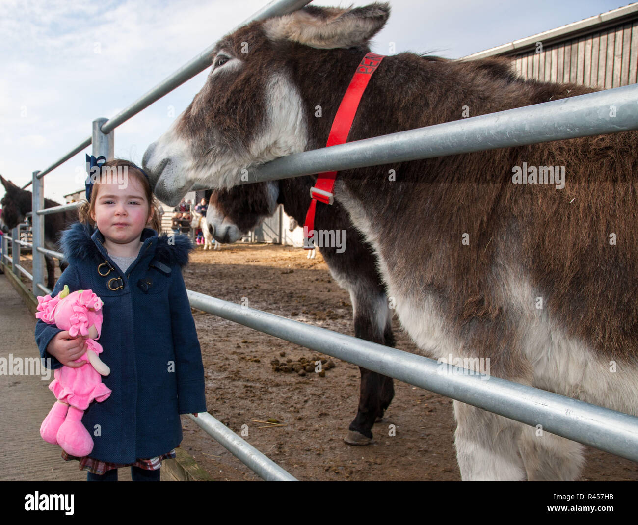 Liscarroll, Cork, Ireland. 25-11-2018. Lilymay Egan from Mallow at  the annual Christmas Craft & Food Fair held at the Donkey Sanctuary, Liscarroll, Co. Cork, Ireland Credit: David Creedon/Alamy Live News Stock Photo