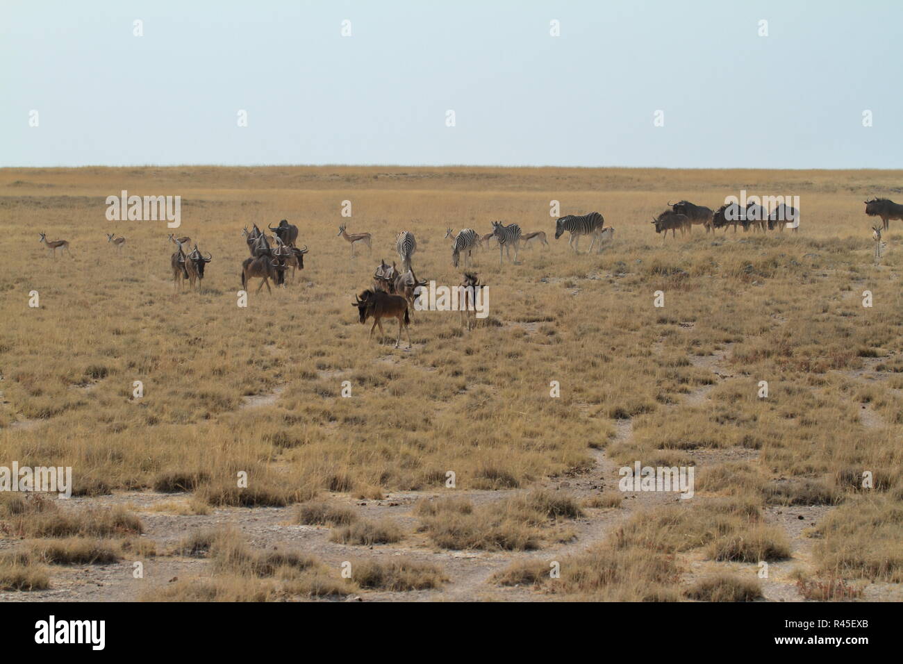 gnu in the savannah of etosha park in namibia Stock Photo