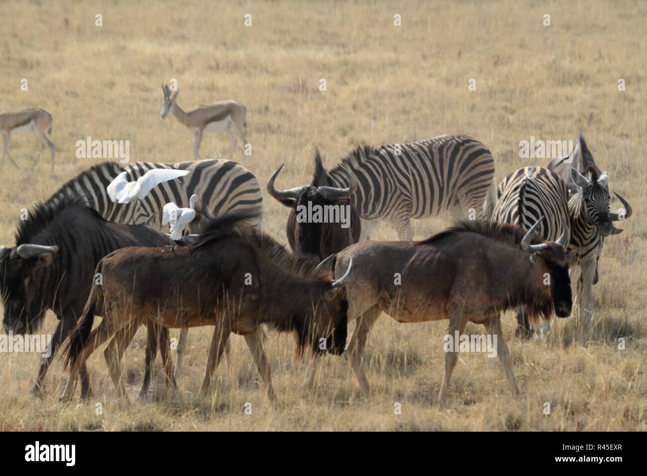 gnu in the savannah of etosha park in namibia Stock Photo